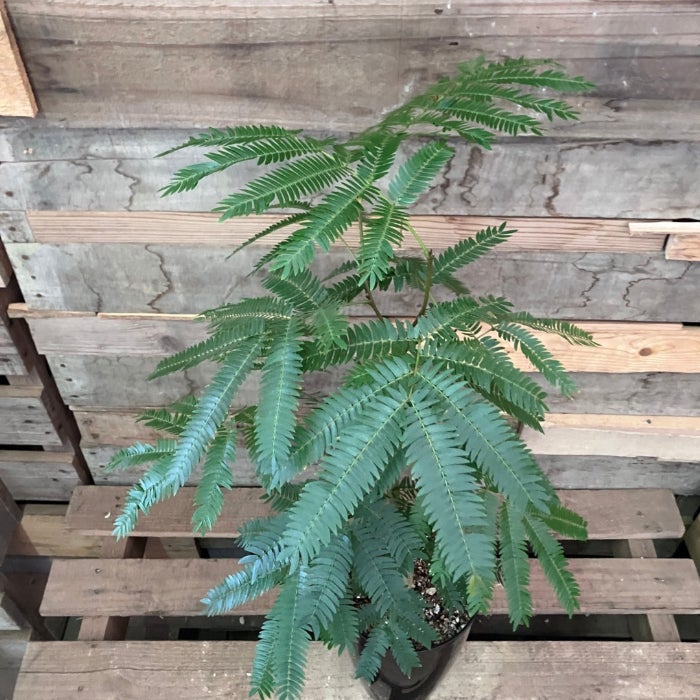 観葉植物現品販売