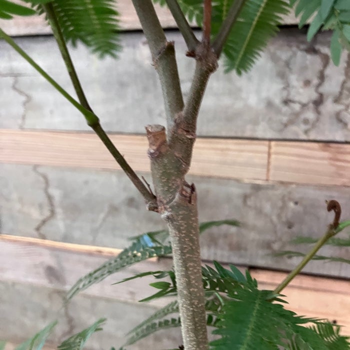 観葉植物現品販売