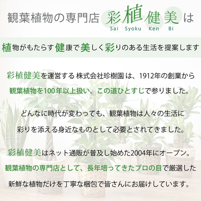 観葉植物現品販売