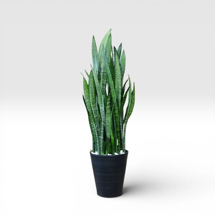 残りわずか】サンセベリア・ゼラニカ 10号 セラアート鉢 観葉植物 本物