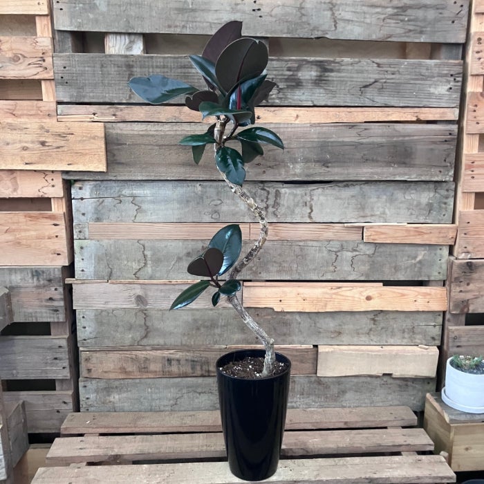 観葉植物現品販売