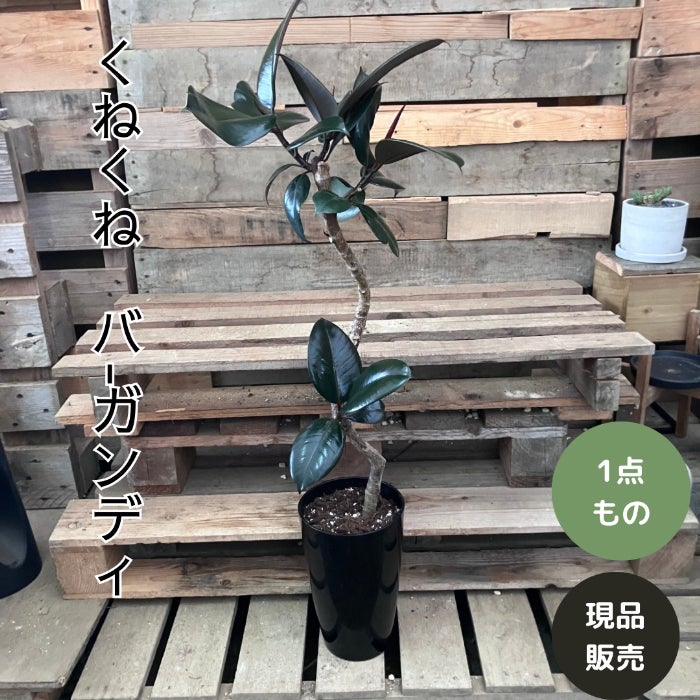 観葉植物現品販売