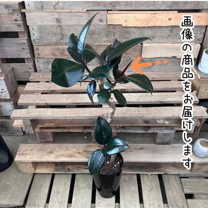 観葉植物現品販売
