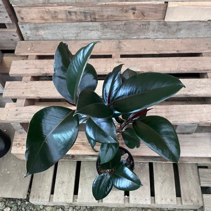 観葉植物現品販売