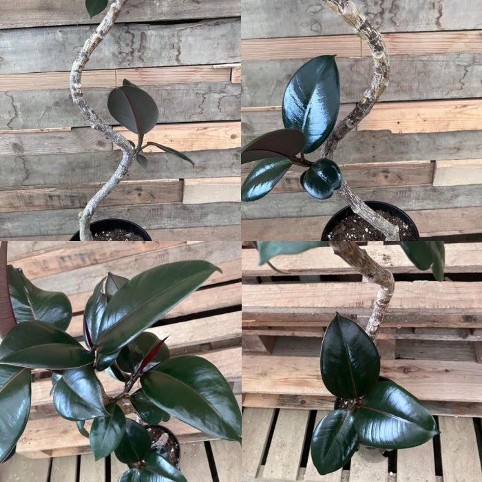 観葉植物現品販売