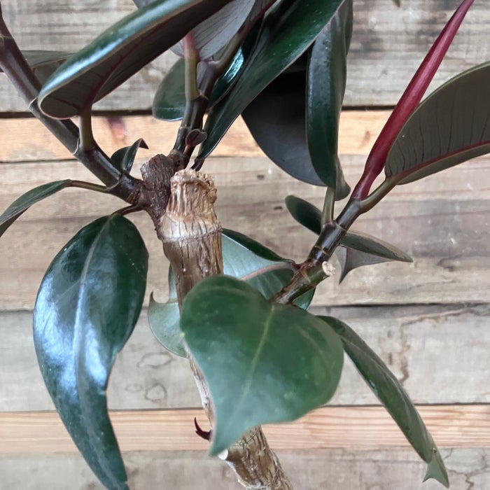 観葉植物現品販売