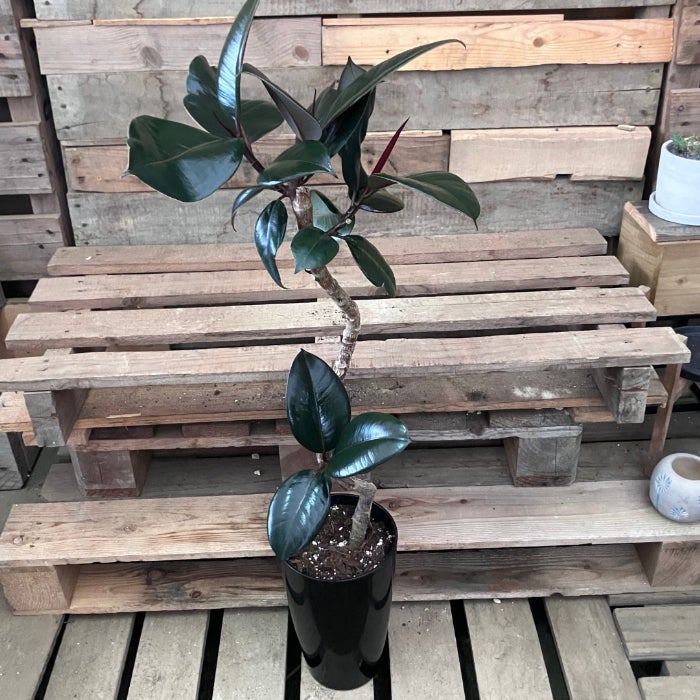 観葉植物現品販売