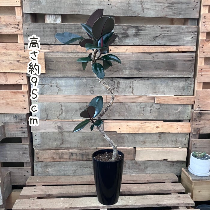 観葉植物現品販売