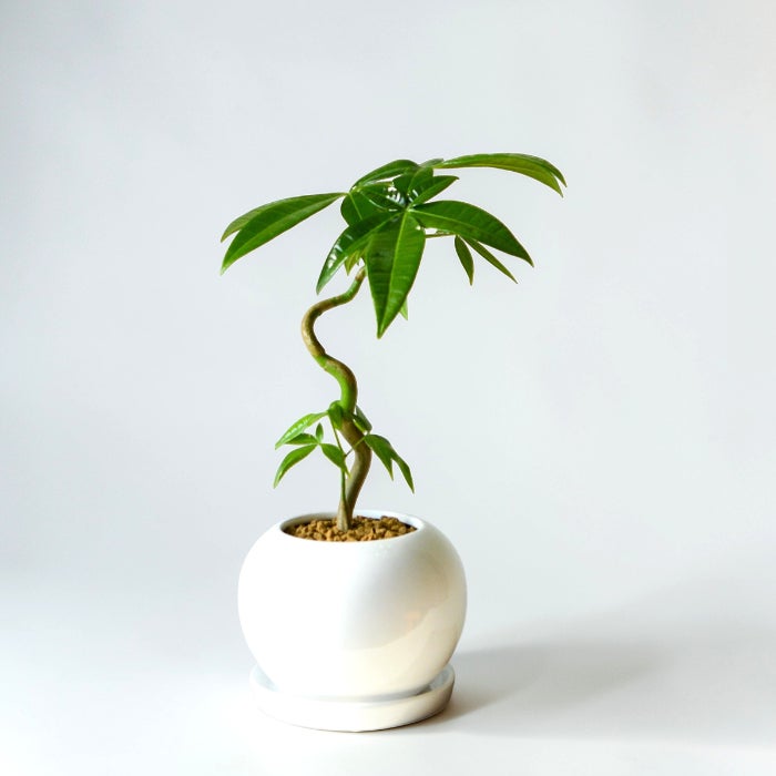希少な実生株】パキラ・グラブラ（実生） 観葉植物 ボウルポット植え