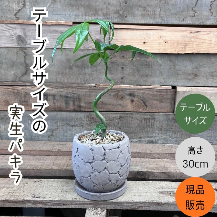 観葉植物現品販売