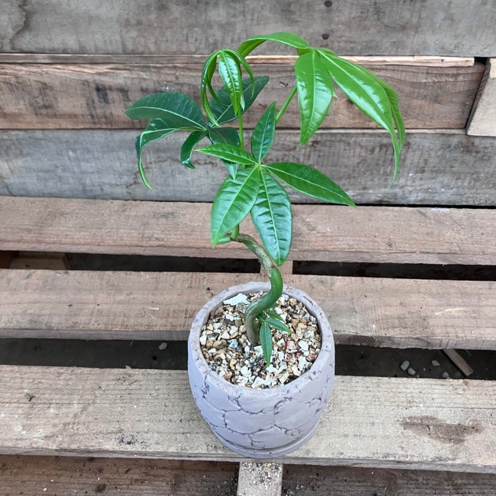 観葉植物現品販売