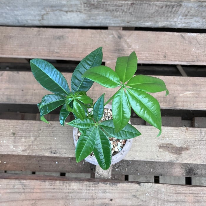 観葉植物現品販売