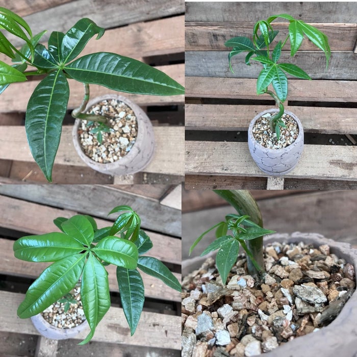 観葉植物現品販売