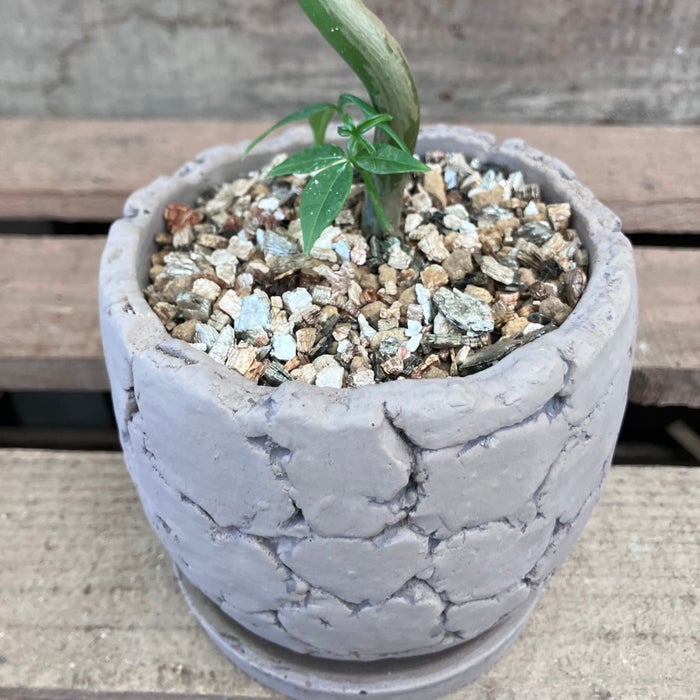 観葉植物現品販売