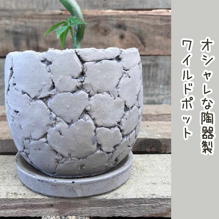 観葉植物現品販売