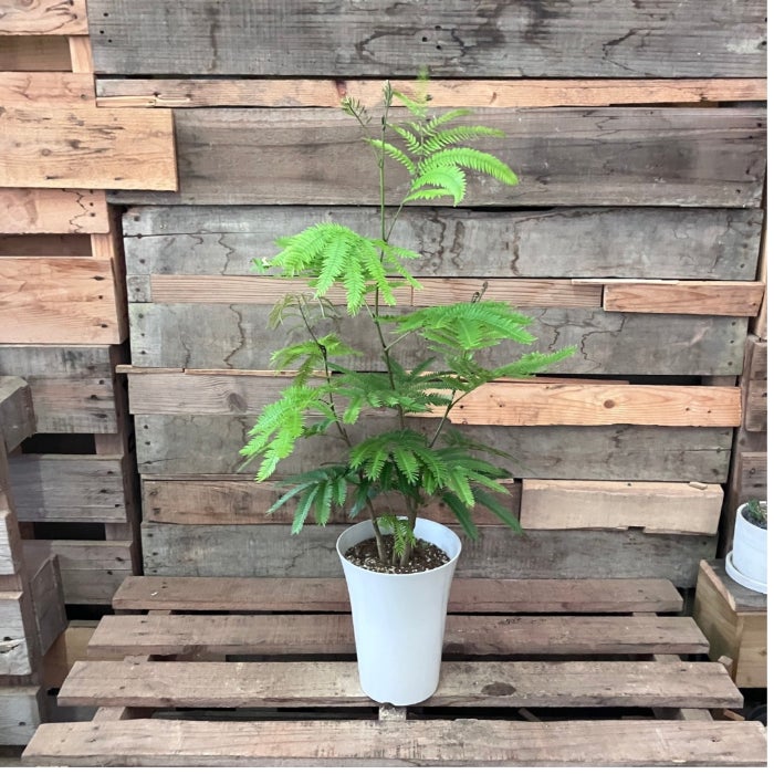 観葉植物 本物 【現品】 ☆自然樹形☆ エバーフレッシュ 6号サイズ