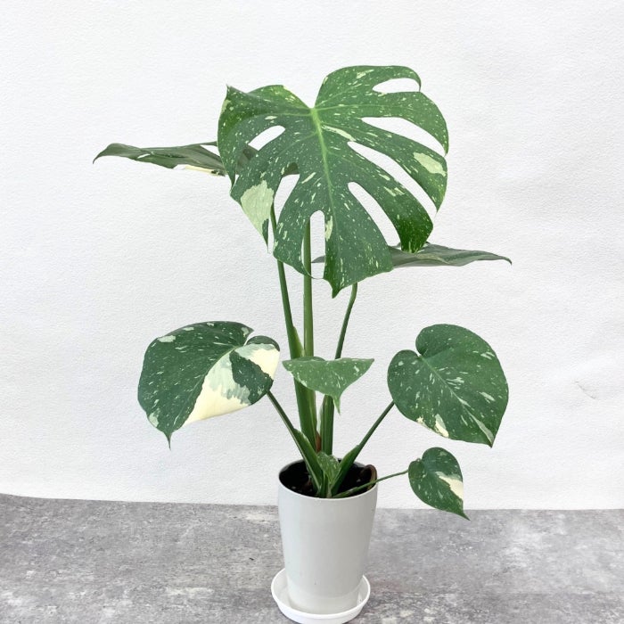 観葉植物現品販売