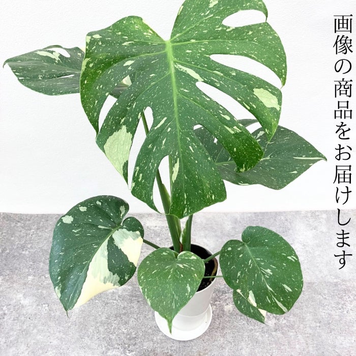 観葉植物現品販売