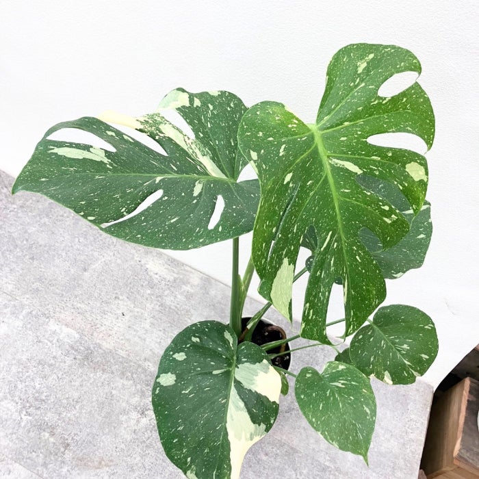 観葉植物現品販売