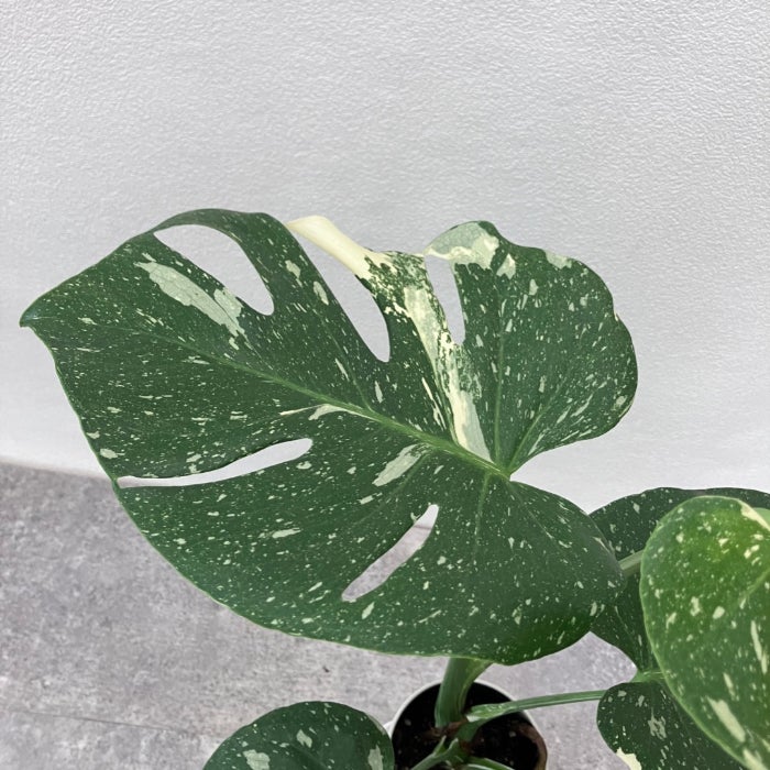 観葉植物現品販売