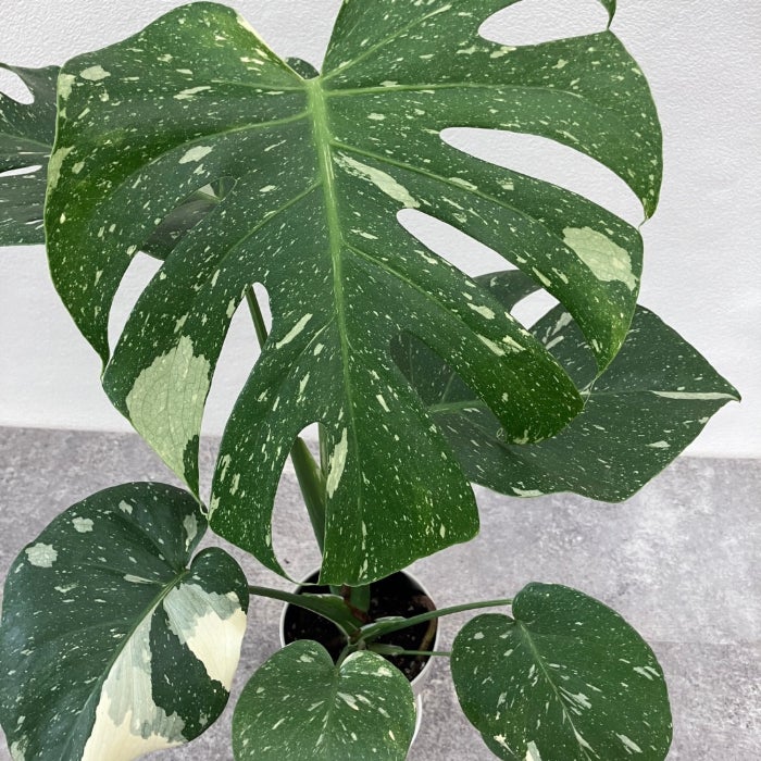 観葉植物現品販売