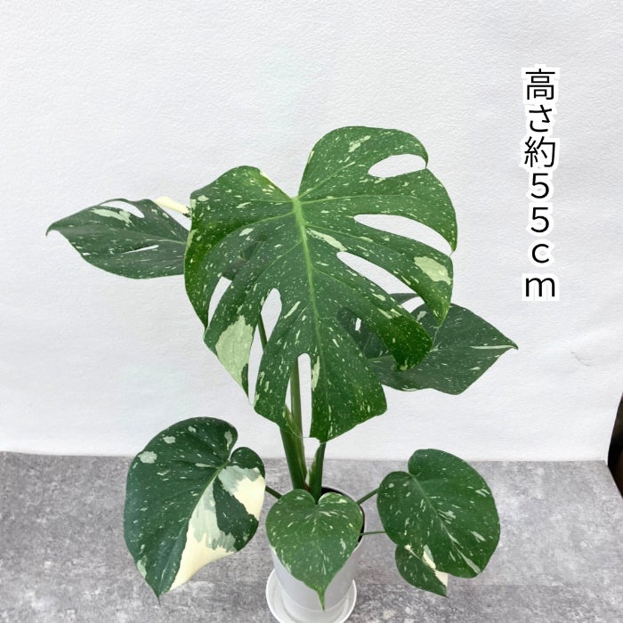 観葉植物現品販売