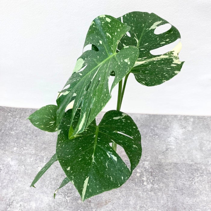 観葉植物現品販売