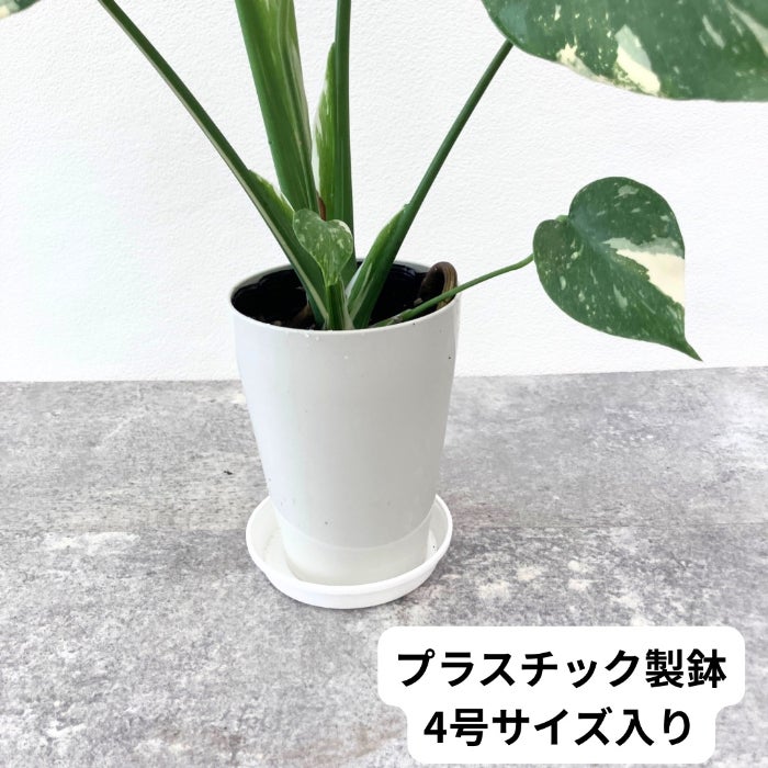 観葉植物現品販売