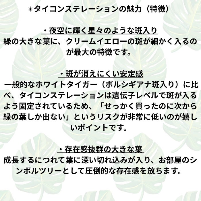 観葉植物現品販売