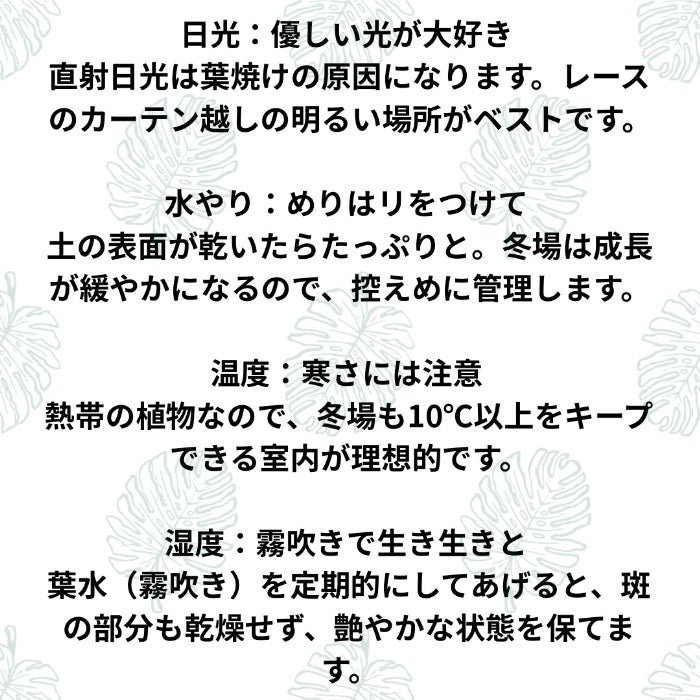 観葉植物現品販売