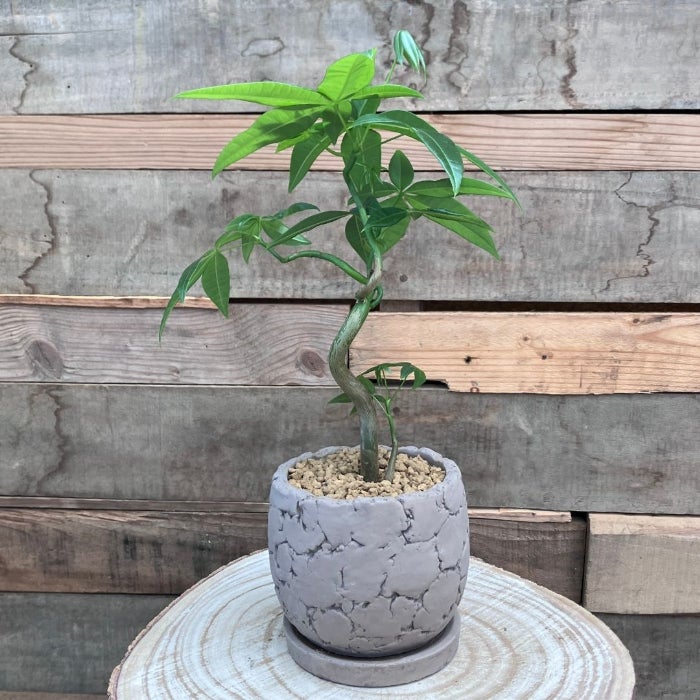 観葉植物現品販売