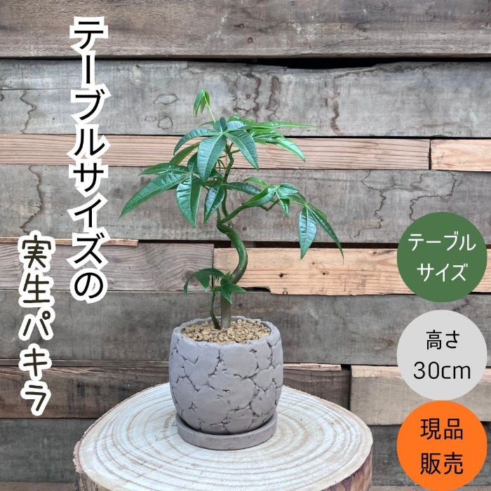 観葉植物現品販売