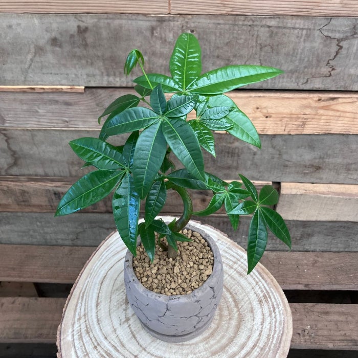 観葉植物現品販売