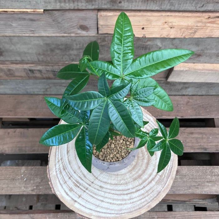 観葉植物現品販売