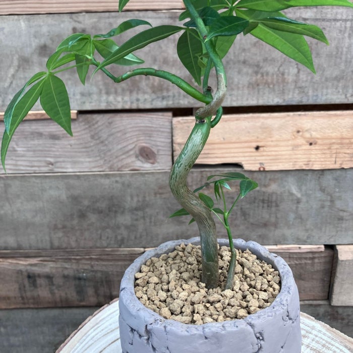観葉植物現品販売