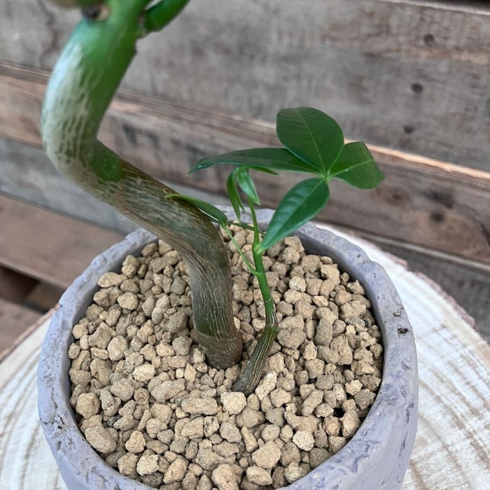 観葉植物現品販売