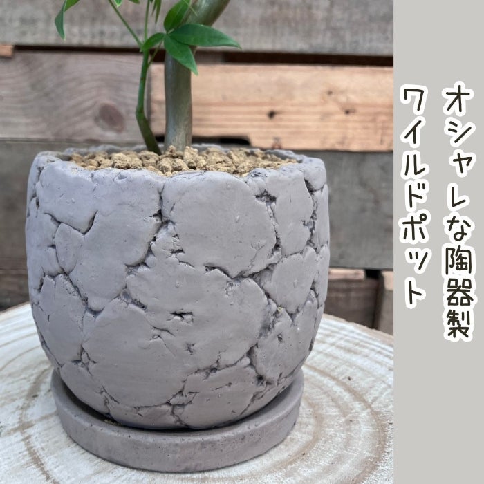観葉植物現品販売