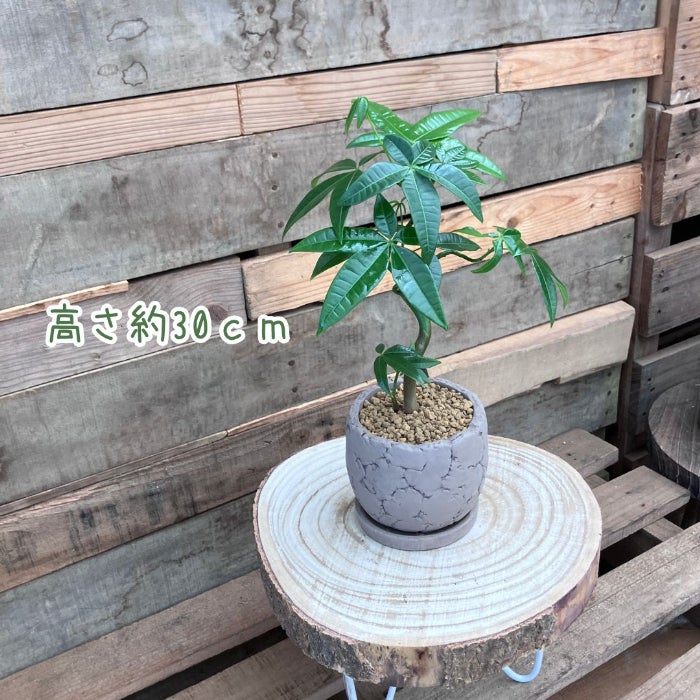 観葉植物現品販売