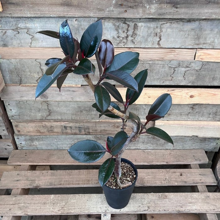 観葉植物現品販売