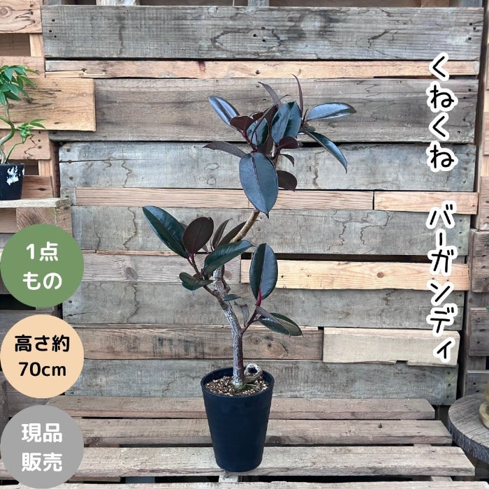 観葉植物現品販売