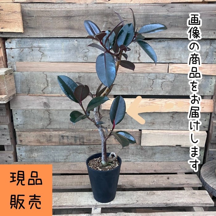 観葉植物現品販売