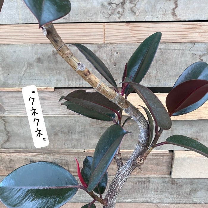 観葉植物現品販売