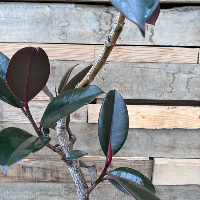 観葉植物現品販売
