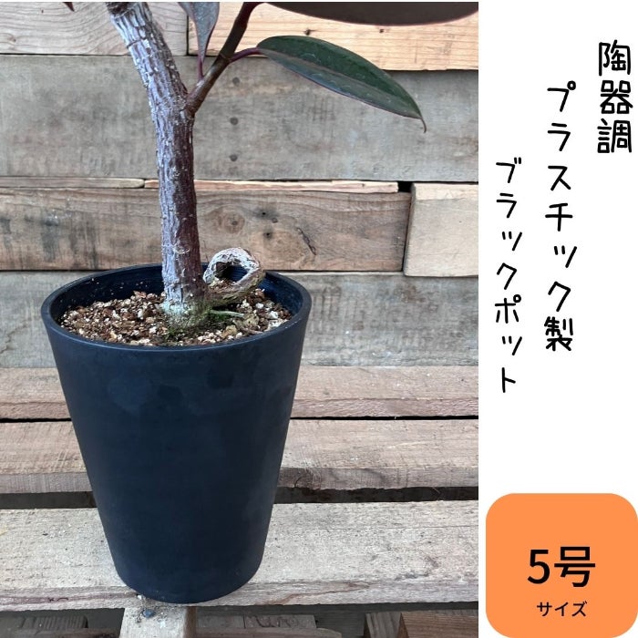 観葉植物現品販売
