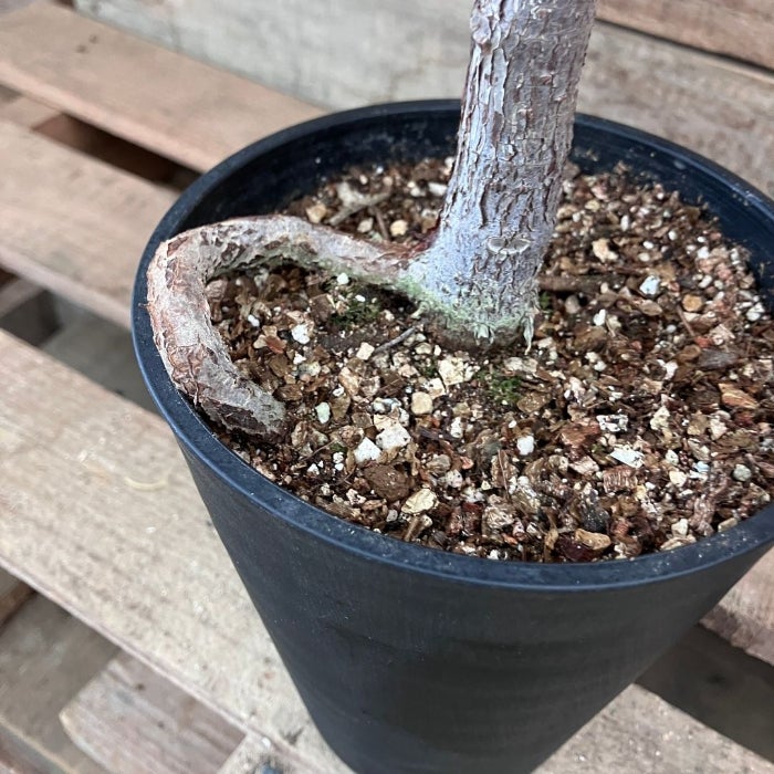 観葉植物現品販売