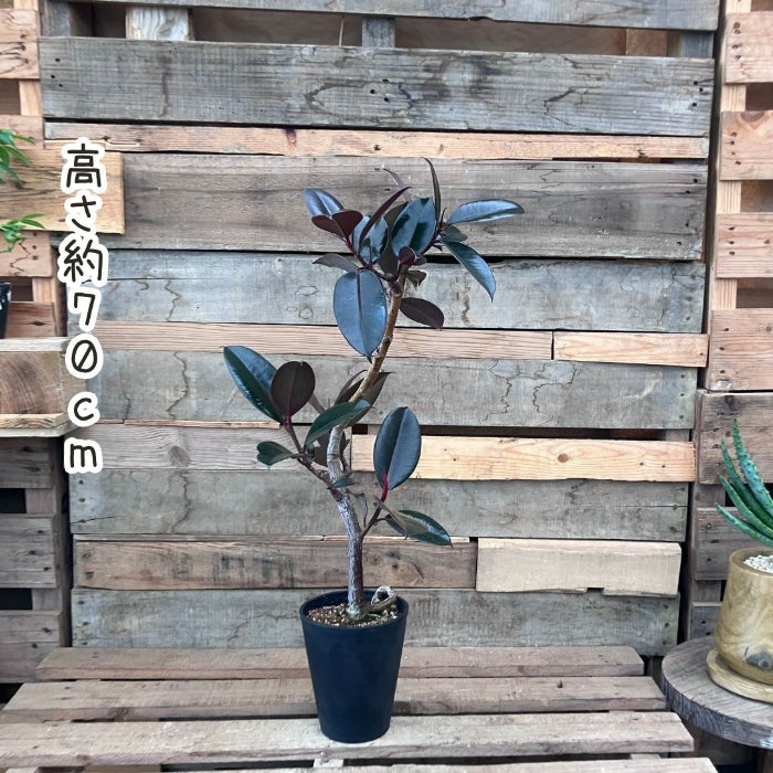 観葉植物現品販売