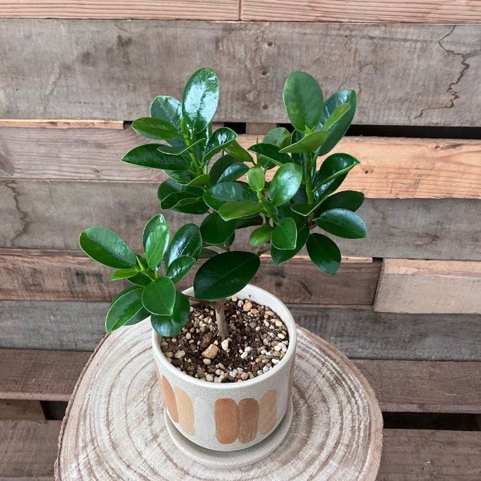 観葉植物 本物 【現品】くねったパンダガジュマル おしゃれなデザイン