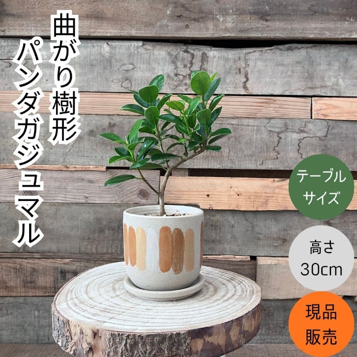 観葉植物現品販売