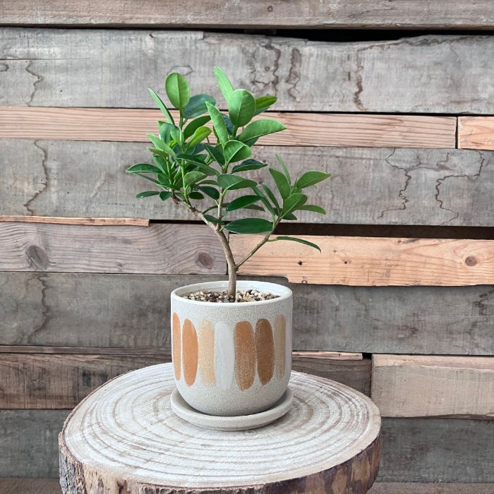 観葉植物現品販売