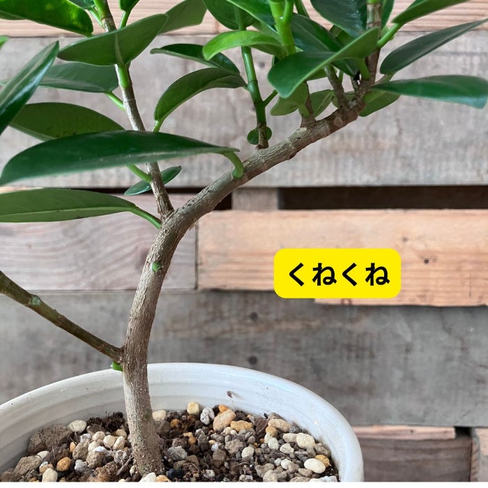 観葉植物現品販売